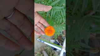 हमारी लाइव में आप सभी का हार्दिक स्वागत है @Kirankabagicha #लाइव #gardeningideas #vita #utube