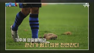 인조잔디와 천연잔디의 한계점을 극복! 하이브리드 잔디로 국내외 잔디 시장 접수-★ | 성공열전K 6 회