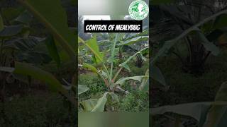 Mealybug Control:மாவு பூச்சி தக்கம்?!!#manidharma