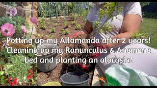 Potting up my Allamanda and cleaning up my ranunculus \u0026 anemone bed #texasgarden #tropicalplants