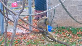 Black Howler Monkey at the Greensboro Science Center.