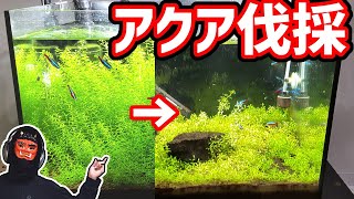 【トリミング！？】伸びすぎた水草を思い切り伐採しました。