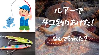 敦賀でルアーでタコが釣れた！