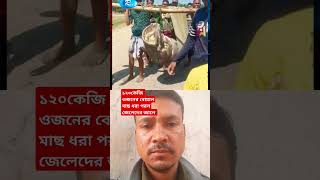 বিশাল বড় বোয়াল(১২০ কেজি) মাছ ধরা পড়লো জেলেদের জালে #fish #fishing