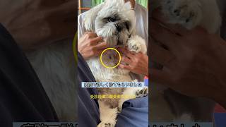 （悪性？良性？）イボができたシーズー犬バル君～Dog goes to the doctor～ #shorts