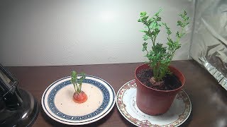 How To Grow Carrot Tops (With Time lapse)