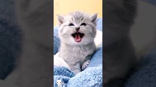 Cute baby kitten sound 🙈❤️😱