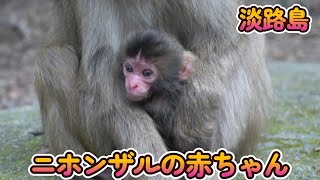 【赤ちゃん・ニホンザル・４K動画】Awaji Monkey Center　可愛い赤ちゃん