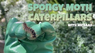 Spongy Moth Caterpillars | Invasive Species | Caterpillars in Ontario