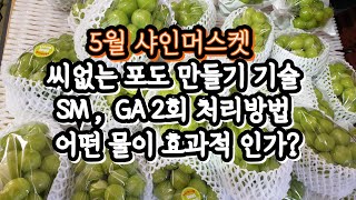 5월 샤인머스켓 씨없는 포도만들기, 스트렙토마이신, 지베렐린 2회 처리기술, 유의사항