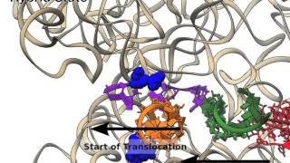 All-atoms trajectory of ribosomal translocation with gate passing, created with MMB