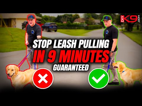 How to stop pulling on the leash now! Professional tips for success