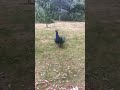 biggest peacock in the world