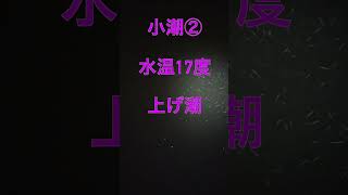 ★小潮②：ハクのみ🐟★旧江戸川バチ抜け調査報告97：2023年4月13日版#shorts【＃ 23年東京バチ抜け調査編：上げ潮・水温17度】旧江戸川、荒川、新中川隅田川シーバス