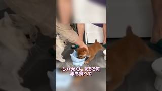 柴犬の異常な食べっぷり…猫もドン引き🤣