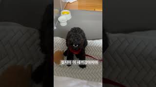 너무 시끄러운  7개월 말티푸 강아지.... #블랙말티푸 #말티푸일상