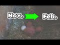 lovebird breeding breeding season parrot lovebird pitchaya bird farm