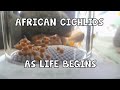 AFRICAN CICHLIDS│EGGS│TUMBLING│LIFE SIGNS