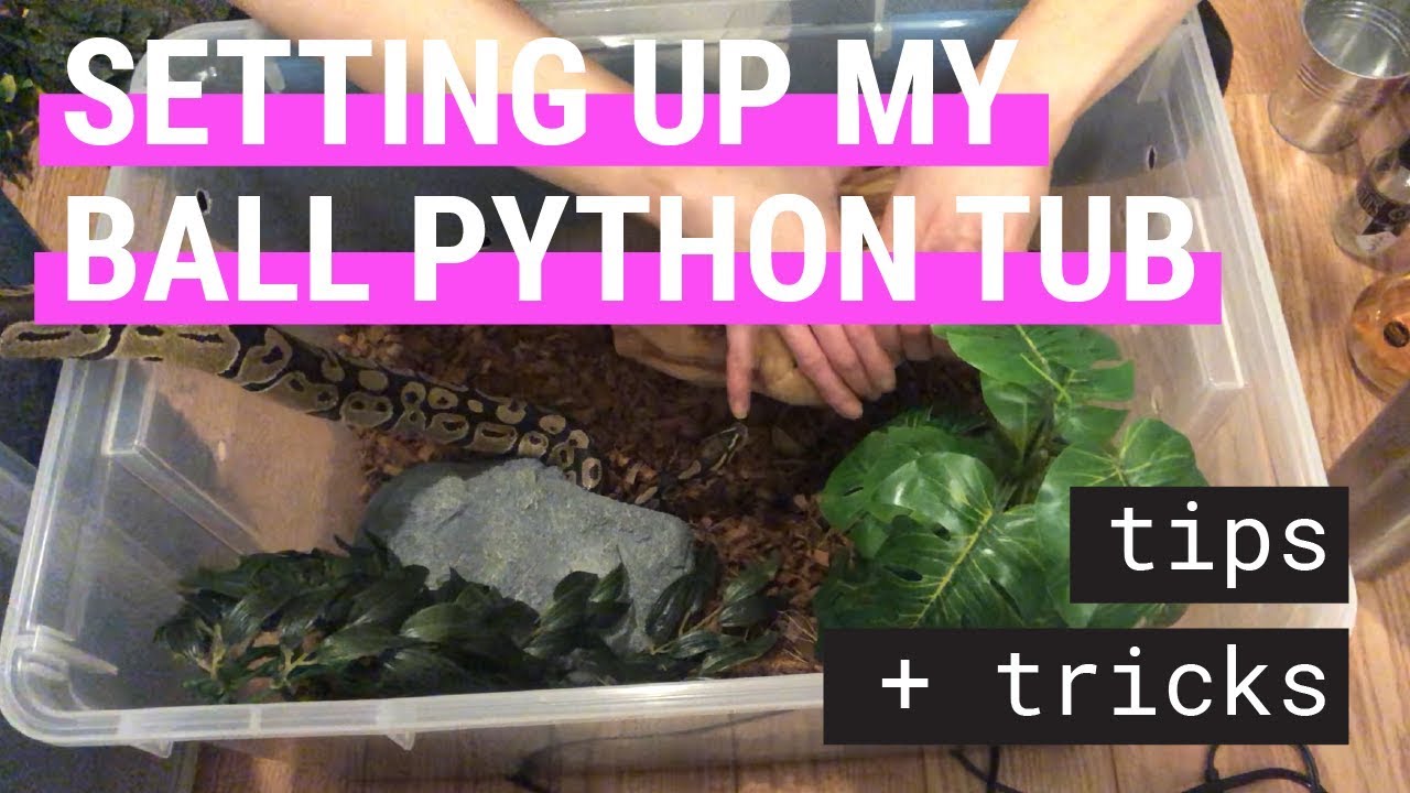 Ball Python Setup Kit At Edward Varley Blog