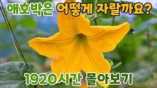 호박은 어떻게 자랄까요 | 애호박 성장 과정