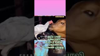 அடப்பாவி சண்டாளா நீயாடா என்னை கொலை பண்ண பார்த்த #funnyshorts #animalsfunnymoments #comedy 🤣🤣🤣🤣🤣🤣🤣🤣🤣🤣