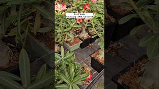 Adenium plant online sell | very low price | desert Rose collection