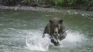 Photographing Grizzly Bears at Klahoose Wilderness Resort