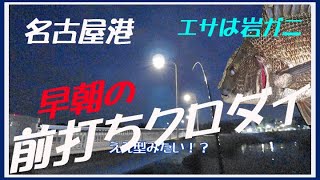 2023年9月　早朝の前打ちクロダイ　名港山崎川河口から