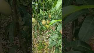 অস্টিন গোল্ড 400-500 gm ওজন। thai am। #shortvideo #ytshortsvideo #mangogarden