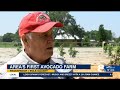 polk county farmer plants central florida s first avocado farm