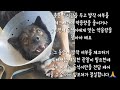 강아지 특발성 발작 항경련제 강아지 mri 유기견임보 유기견 입양