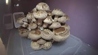 Shiitake mushrooms home grow timelapse