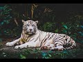 How to remove images background with Rembg using Python