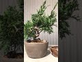 先日購入した糸魚川真柏の苗とミニ盆栽鉢。ショート動画テスト。itoigawa shimpaku seedlings and mini bonsai pots.short video test.