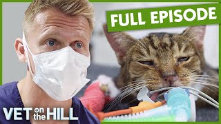 Dr Scott Removes 8 Dangerous Growths From Cat's Ears! S3 Ep3 | Vet On The Hill