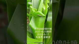 #YUELIAN 农乐® (Chlorotraniliprole 15% + Emamectin benzoate 5% OD)     🐛🐛🐛 🌽🌽🌽