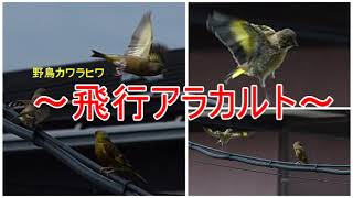 野鳥カワラヒワ～飛行アラカルト～