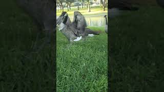 Canadian goose wing flap in slow motion showing feathers.