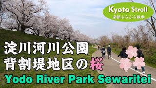 Kyoto Japan 【4K】淀川河川公園「背割堤」の桜 （石清水八幡宮駅→木津川御幸橋→背割堤→宇治川）Cherry blossoms of Yodo River Park Sewaritei