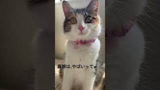 ミケちゃん、真顔ww#三毛猫 #猫