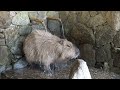 capybara bath カピバラ温泉はじまるよ〜 カピストーブも出てくるよ 長崎バイオパークのカピバラの露天風呂 nagasaki bio park