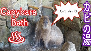 Capybara Bath カピバラ温泉はじまるよ〜!!カピストーブも出てくるよ! 長崎バイオパークのカピバラの露天風呂 ! Nagasaki Bio Park