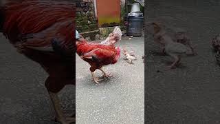 கணக்கு டீச்சர் போன் பண்ணி என்ன திட்டுறாங்க 🐥🐥🐥🐔