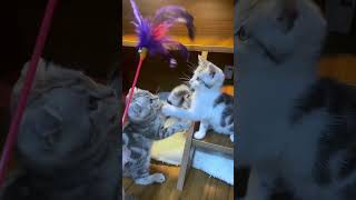 Cuteness Overload: Fluffy Tabby Kitten's Irresistible Hunting Skills