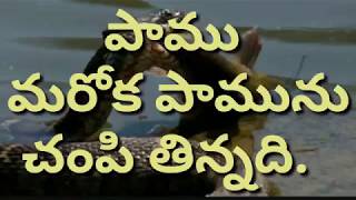 పాము  మరోక పాము ను చంపితింది.//snake to snake kill eating