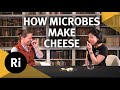 The Science of Cheese - Ri Science Podcast with Bronwen Percival