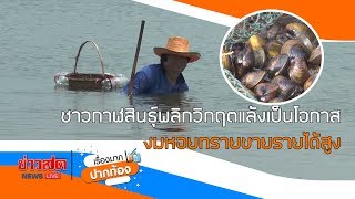 ชาวกาฬสินธุ์พลิกวิกฤตแล้งเป็นโอกาสงมหอยทรายส่งขายรายได้สูง : Matichon TV