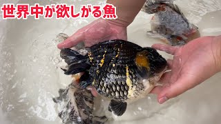 世界中の金魚業者と争奪戦した金魚【土浦観賞魚さん】