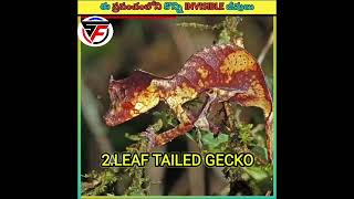 💥💥ఈ ప్రపంచంలోనే కొన్ని Invisible  జీవులు.|#short #facts #animals