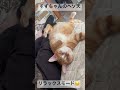 すずちゃんのヘソ天❤️はんぞー君も居るよ *^^*